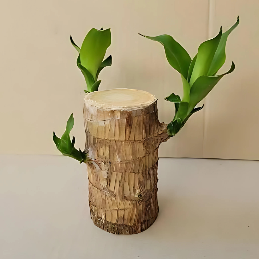 Brazilian Lucky Wood, Mini Home Plant Decorations