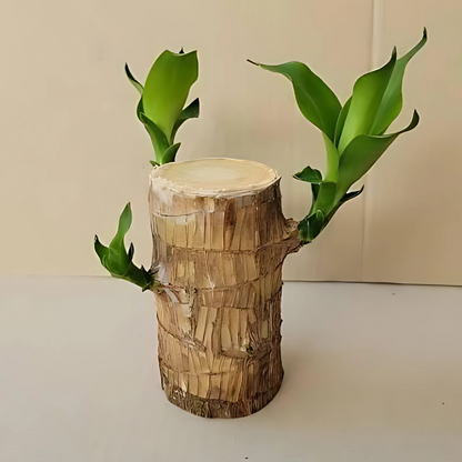 Brazilian Lucky Wood, Mini Home Plant Decorations