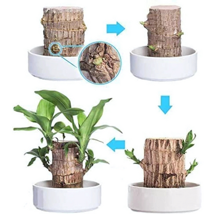 Brazilian Lucky Wood, Mini Home Plant Decorations